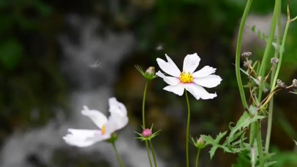 Vackra Färska Blommor Trädgården — Stockvideo