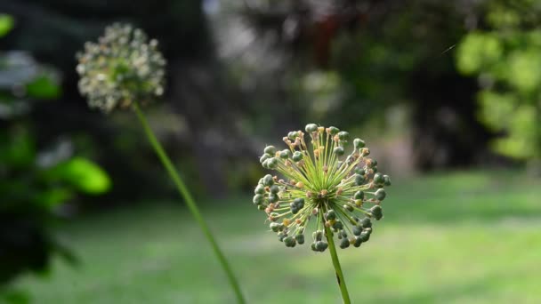 Hermosas Flores Frescas Jardín — Vídeo de stock