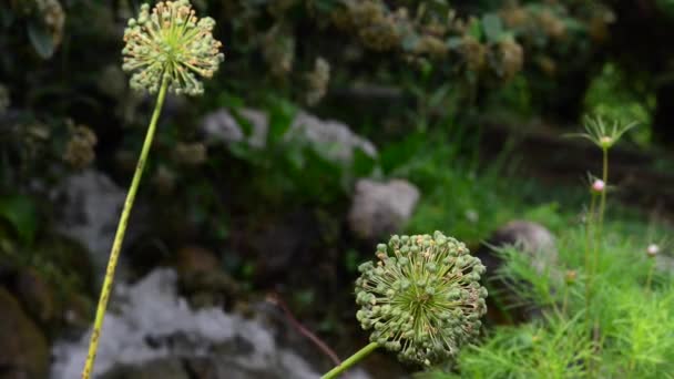 Hermosas Flores Frescas Jardín — Vídeo de stock