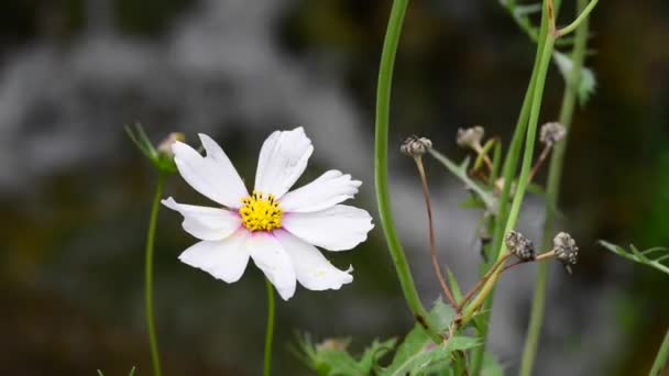 Vackra Färska Blommor Trädgården — Stockvideo