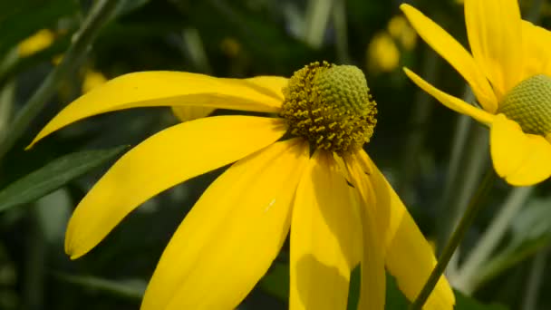 Belles Fleurs Fraîches Dans Jardin — Video