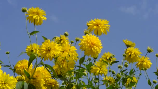 庭の美しい 新鮮な花 — ストック動画