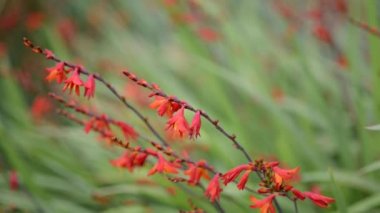 Bahçedeki güzel, taze çiçekler