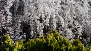 Bahçedeki güzel, taze çiçekler