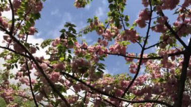 Bahçedeki güzel, taze çiçekler