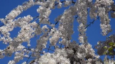 Bahçedeki güzel, taze çiçekler