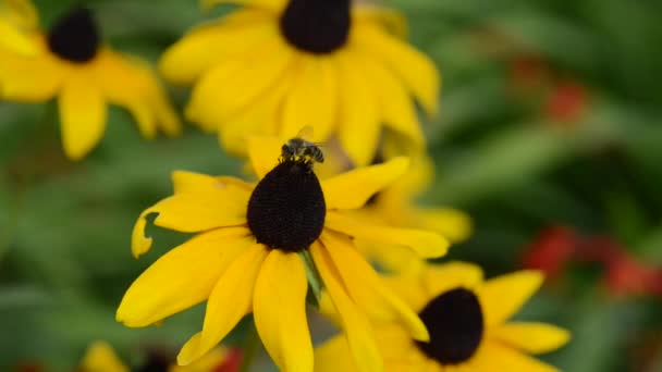 Belles Fleurs Fraîches Dans Jardin — Video