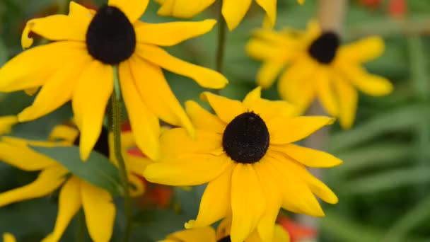 Vackra Färska Blommor Trädgården — Stockvideo