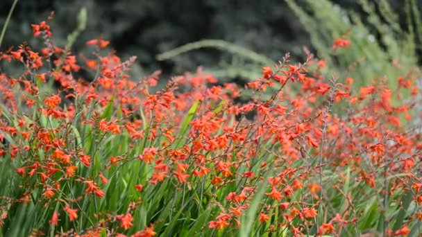 Hermosas Flores Frescas Jardín — Vídeo de stock