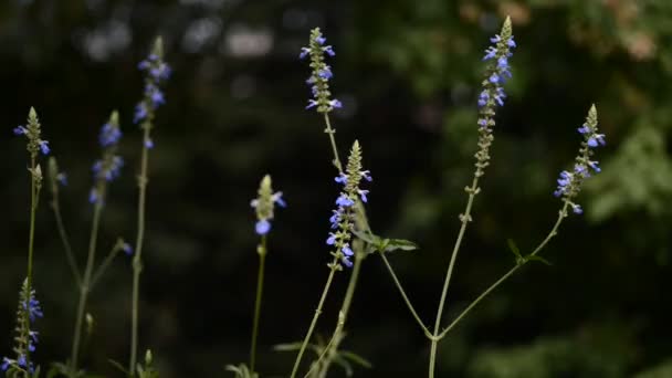 Hermosas Flores Frescas Jardín — Vídeos de Stock