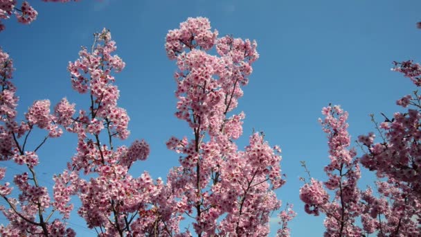 Lindas Flores Frescas Jardim — Vídeo de Stock