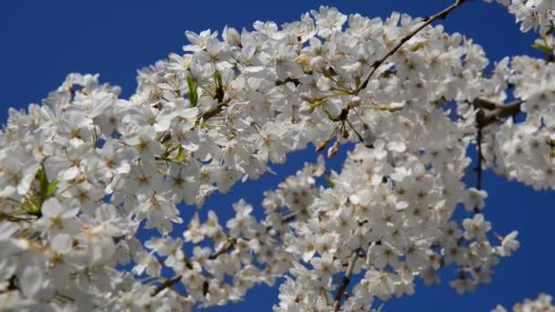 Hermosas Flores Frescas Jardín — Vídeos de Stock