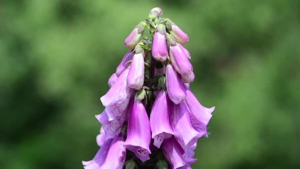 Mooie Frisse Bloemen Tuin — Stockvideo