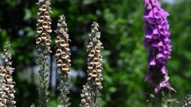 Vackra Färska Blommor Trädgården — Stockvideo