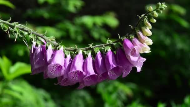 Schöne Frische Blumen Garten — Stockvideo