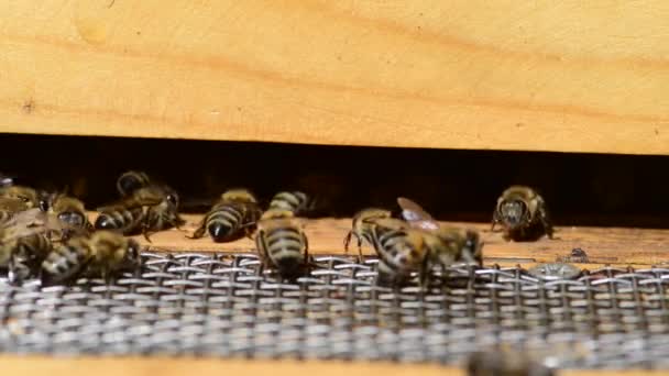 Kavkazská Včela Medonosná Apis Mellifera Caucasia Poddruhem Západní Včely Medonosné — Stock video