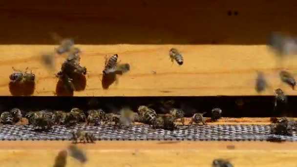 Beyaz Bal Arısı Apis Mellifera Caucasia Batıdaki Bal Arılarının Bir — Stok video