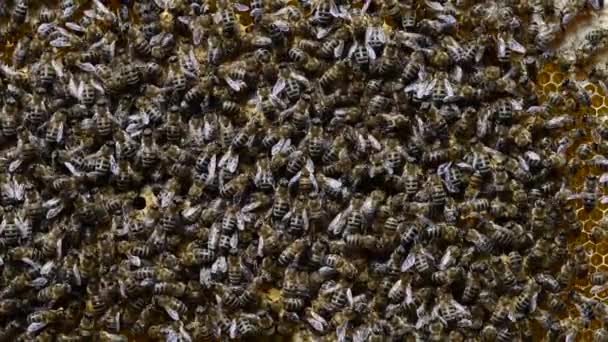 Abeja Melífera Caucásica Apis Mellifera Caucasia Comúnmente Mal Escrita Caucásica — Vídeos de Stock