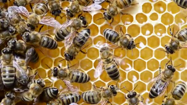 Abeja Melífera Caucásica Apis Mellifera Caucasia Comúnmente Mal Escrita Caucásica — Vídeos de Stock