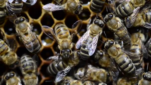 Abeja Melífera Caucásica Apis Mellifera Caucasia Comúnmente Mal Escrita Caucásica — Vídeos de Stock