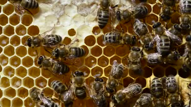 Biała Pszczoła Miodna Apis Mellifera Caucasia Powszechnie Błędnie Przeliterowana Kaukaska — Wideo stockowe