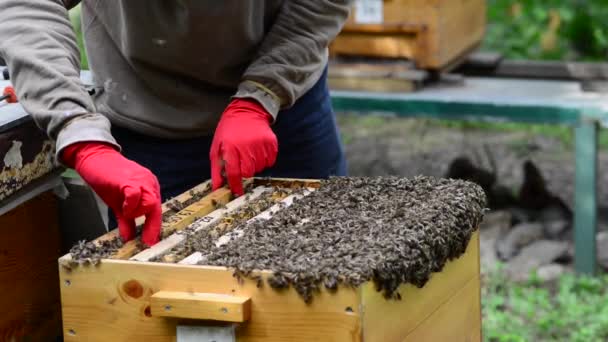 Lebah Madu Kaukasia Apis Mellifera Caucasia Biasanya Salah Eja Adalah — Stok Video