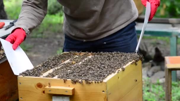 Abeja Melífera Caucásica Apis Mellifera Caucasia Comúnmente Mal Escrita Caucásica — Vídeo de stock