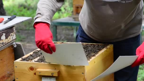 Kavkazská Včela Medonosná Apis Mellifera Caucasia Poddruhem Západní Včely Medonosné — Stock video