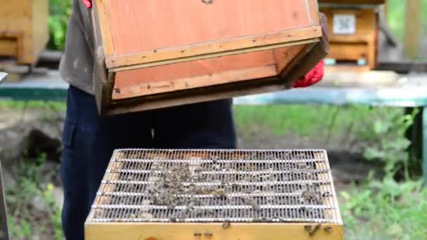 高加索蜜蜂 Apis Mellifera Caucasia 常拼错 是西方蜜蜂的一个亚种 — 图库视频影像