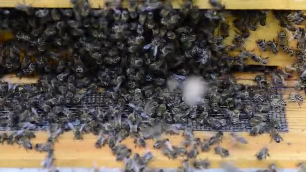 캅카스 Apis Mellifera Caucasia 일반적으로 불규칙적으로 Caucasica 꿀벌의 아종이다 — 비디오