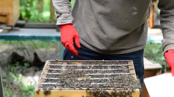 Кавказская Медоносная Пчела Apis Mellifera Caucasia Подвид Западной Медовой Пчелы — стоковое видео