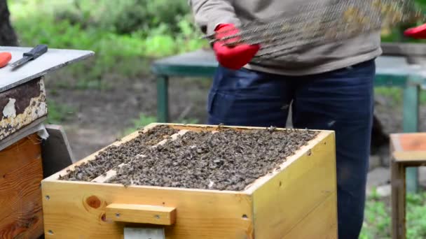 Кавказская Медоносная Пчела Apis Mellifera Caucasia Подвид Западной Медовой Пчелы — стоковое видео