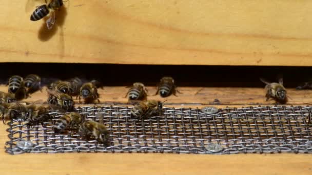 Beyaz Bal Arısı Apis Mellifera Caucasia Batıdaki Bal Arılarının Bir — Stok video