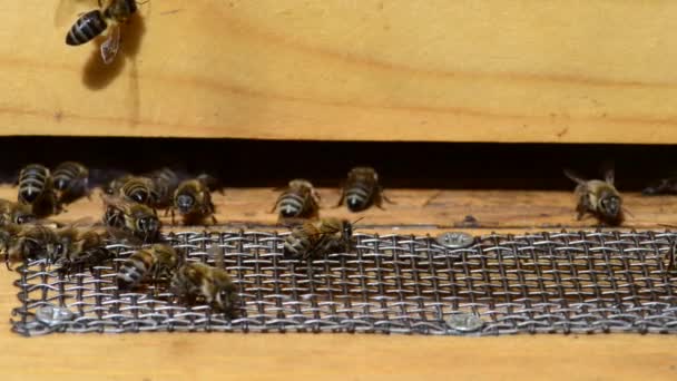 Abeja Melífera Caucásica Apis Mellifera Caucasia Comúnmente Mal Escrita Caucásica — Vídeo de stock