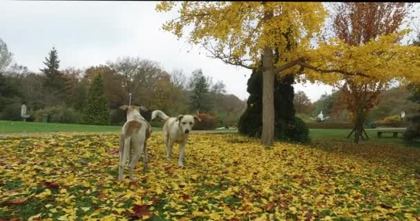 Atatrk Arboretum Arboreto Baheky Saryer Província Istambul Turquia — Vídeo de Stock