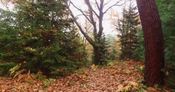 Atatrk Arboretum Egy Arborétum Baheky Saryer Isztambul Tartomány Törökország — Stock videók