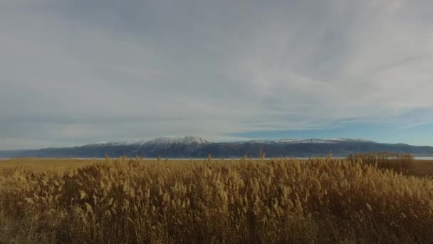 Schilf Ist Ein Gebräuchlicher Name Für Mehrere Hohe Grasartige Pflanzen — Stockvideo