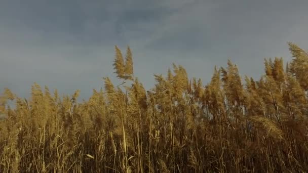 Reed Birkaç Uzun Çimenliğe Benzeyen Sulak Arazi Bitkisinin Yaygın Adıdır — Stok video