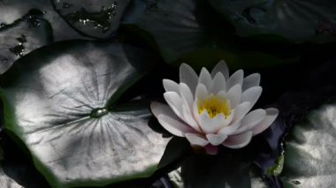 Ayrıca nilüfer çiçeği de denir. Nilüferler suda yetişen bir bitkidir, büyük beyaz ya da pembe çiçekleri vardır..