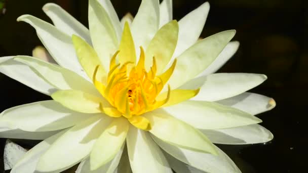 Also Called Pond Lily Water Lilies Plant Grows Water Large — Stock Video