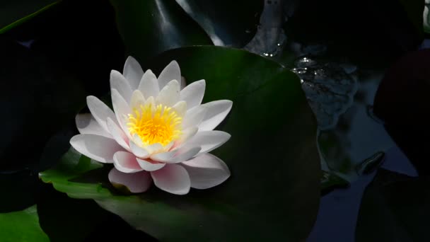 Taky se mu říká lilie. vodní lilie rostlina, která roste ve vodě, s velkými bílými nebo růžovými květy.