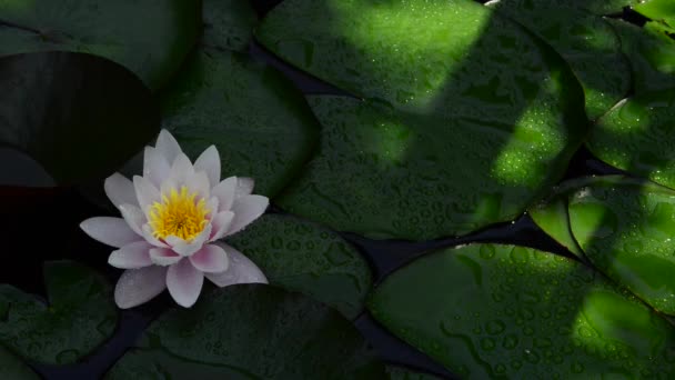 池ユリと呼ばれる 水ユリは水に成長する植物で白やピンクの大きな花を咲かせます — ストック動画