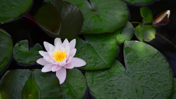 池ユリと呼ばれる 水ユリは水に成長する植物で白やピンクの大きな花を咲かせます — ストック動画