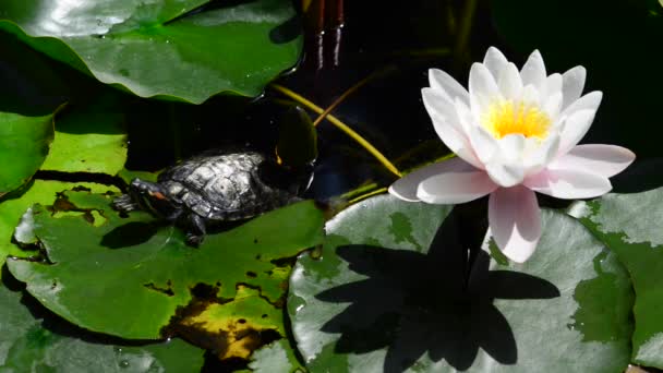 Más néven tavi liliom. vízililiom egy növény, amely nő a vízben, nagy fehér vagy rózsaszín virágok.