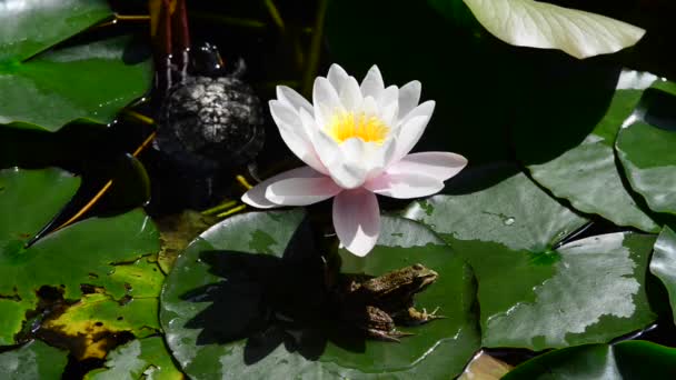 Aussi Appelé Lys Étang Nénuphars Une Plante Qui Pousse Dans — Video