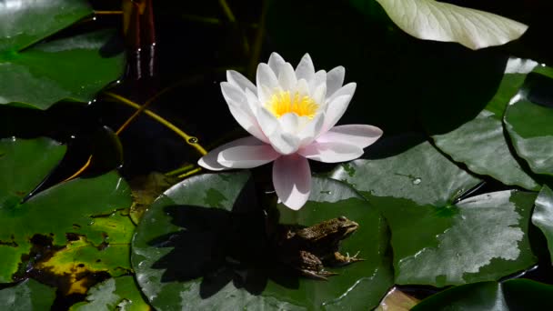 Aussi appelé lys d'étang. nénuphars une plante qui pousse dans l'eau, avec de grandes fleurs blanches ou roses .