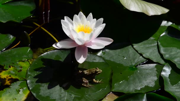 池ユリと呼ばれる 水ユリは水に成長する植物で白やピンクの大きな花を咲かせます — ストック動画