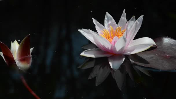 Rosa Und Sahnig Hd Rosa Und Sahnig Hd