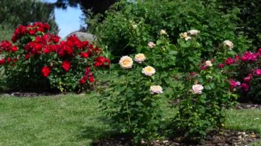Gül, gülgiller (Rosaceae) familyasından bir gül türü.