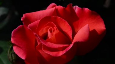 Gül, gülgiller (Rosaceae) familyasından bir gül türü.